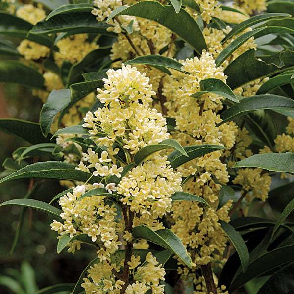 Sweet Olive ‘Fudingzhu’ (Osmanthus fragrans)