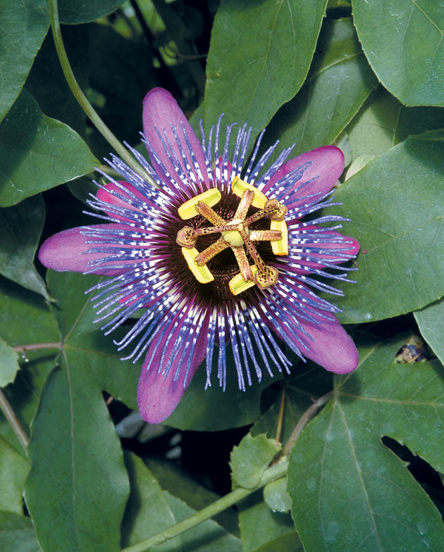 Passion Flower 'Monika Fischer' (Passiflora hybrid)