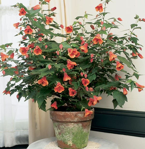 Abutilon 'Dwarf Red' (Abutilon hybrid)