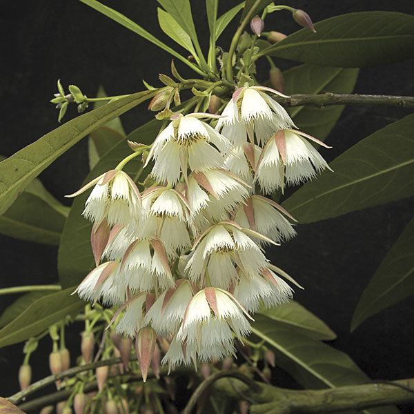 Lily of the Valley Tree (Elaeocarpus grandiflorus)