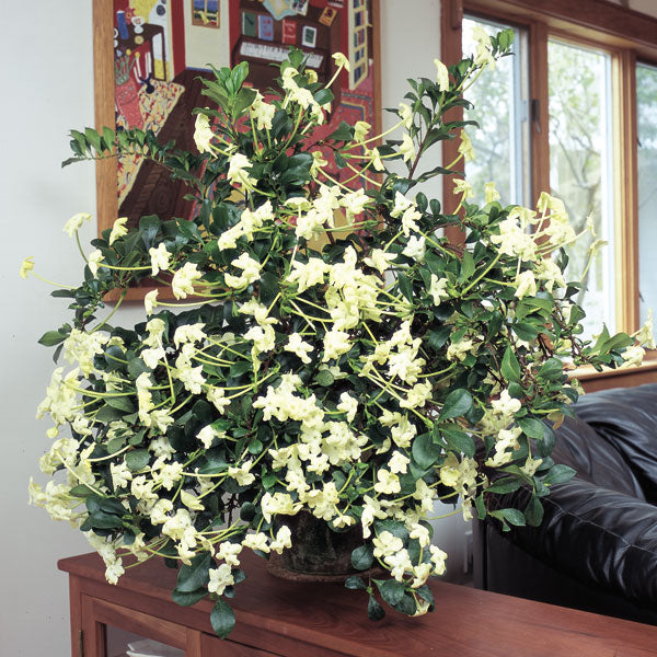 Cuban Raintree (Brunfelsia nitida)
