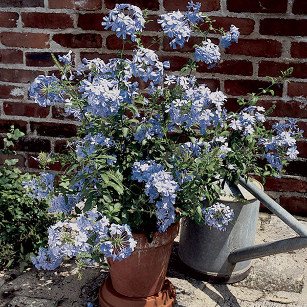 Plumbago 'Imperial Blue' (Plumbago auriculata)