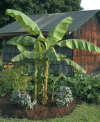 Hardy Banana Plant (Musa basjoo)