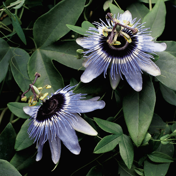 Passion Flower ‘Blue Bouquet’ (Passiflora hybrid)