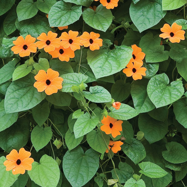 Trumpet Vine ‘Red-Orange’ (Thunbergia hybrid)