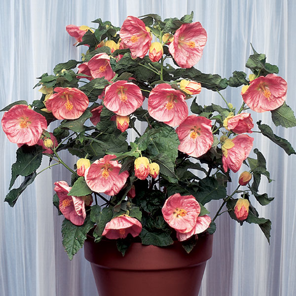 Abutilon 'Kristen's Pink' (Abutilon hybrid)
