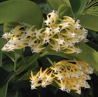 Shooting Stars Wax Plant (Hoya multiflora)