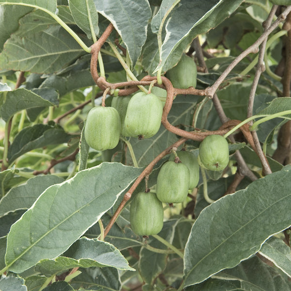 Hardy Kiwi Vine 'Silver Lining' (Actinidia arguta)