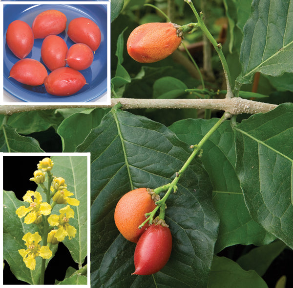 Peanut Butter Fruit Plant (Bunchosia armeniaca)
