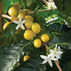 Yellow Cherry Coffee Plant (Coffea arabica nana)
