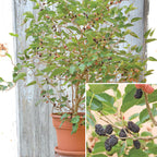 Dwarf Everbearing Mulberry Bush (Morus nigra)