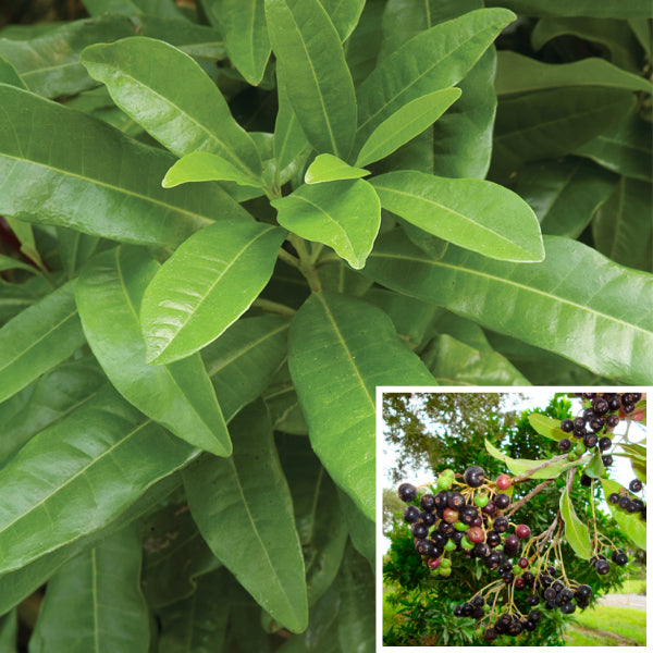 Allspice (Pimenta officinalis)