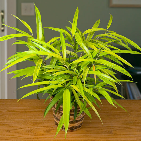 Variegated Saber Ficus (Ficus maclellandii ‘Alii Variegated’)