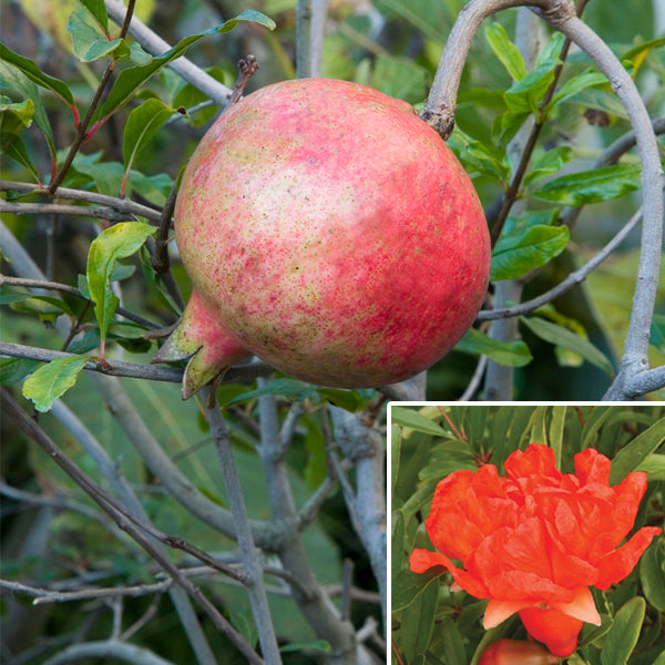 Pomegranate Tree ‘Big Red’ (Punica granatum)
