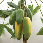 Babaco Papaya Plant (Vasconcellea × heilbornii)
