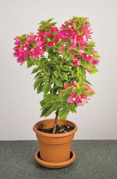 Bougainvillea ‘Pixie Queen’ (Bougainvillea hybrid)