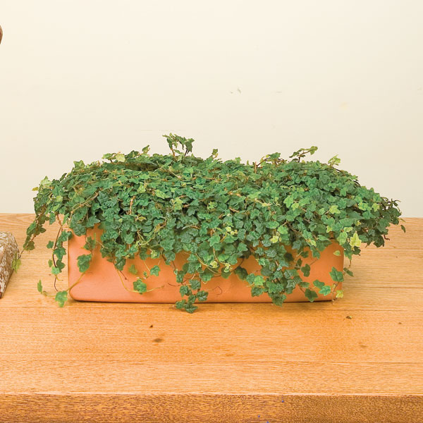 Miniature Oakleaf Fig (Ficus pumila ‘Quercifolia’)