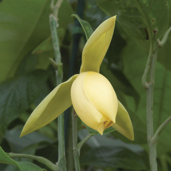 Egg Magnolia (Talauma candollei)