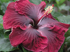 Hibiscus ‘Black Dragon’ (Hibiscus rosa-sinensis hybrid)