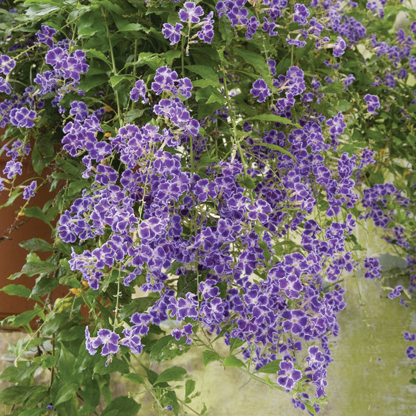 Compact Golden Dew Drop ‘Little Geisha Girl’ (Duranta erecta)