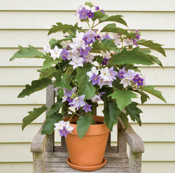 Giant Potato Tree (Solanum wrightii)