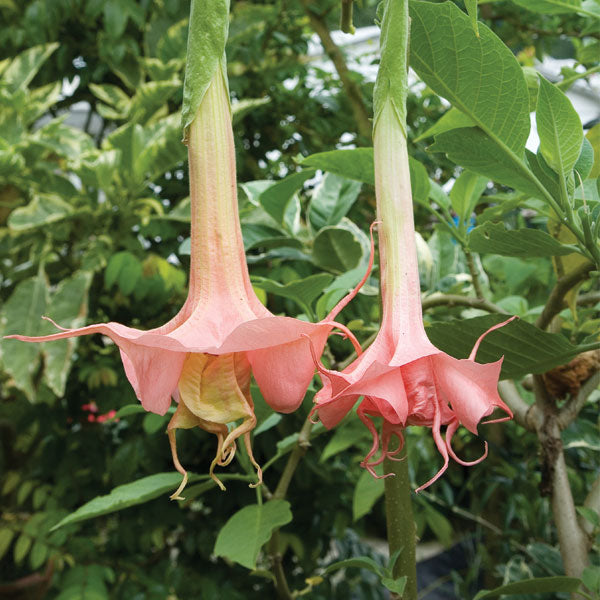 Angel’s Trumpet ‘Day Dreams’ (Brugmansia hybrid)