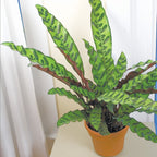 Rattlesnake Plant (Calathea lancifolia)