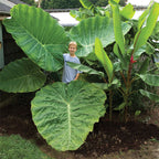 Elephant Ear ‘Thai Giant’ (Colocasia gigantea)