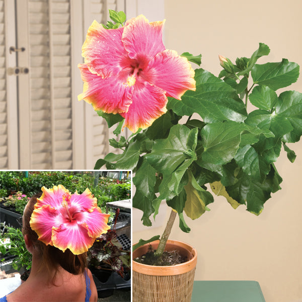 Hibiscus 'Bienvenue' (Hibiscus rosa-sinensis hybrid)
