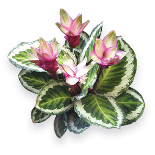 Holiday Peacock Plant (Calathea x “Holiday”)