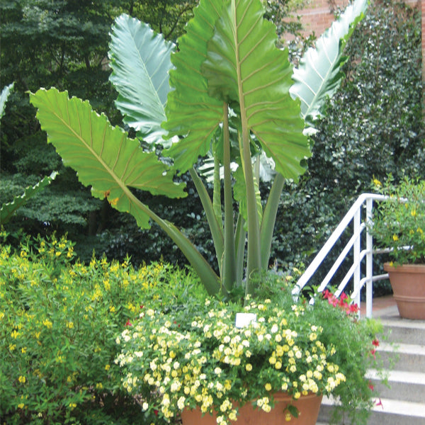 Elephant Ear 'Portora' (Alocasia hybrid)