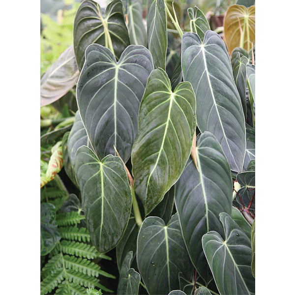 Black Gold Philodendron (Philodendron melanochrysum)