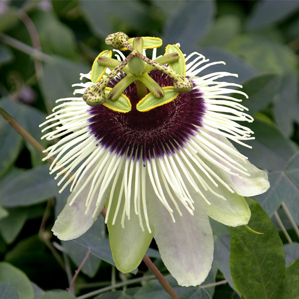 Passion Flower ‘Panda’ (Passiflora hybrid)