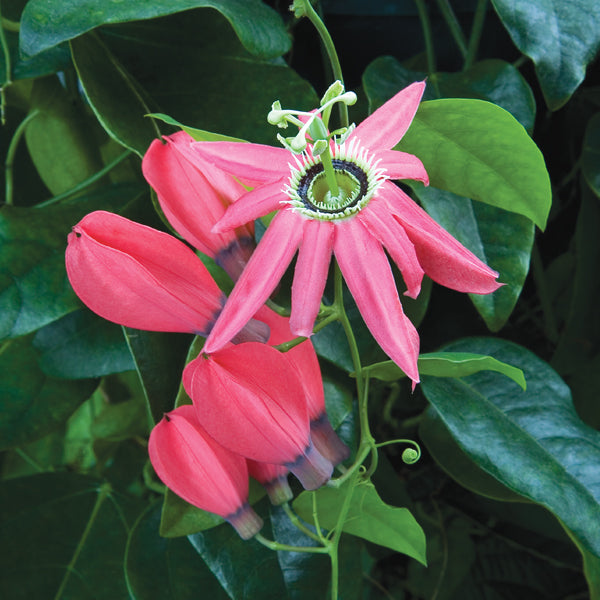 Pink Pendant Passion Flower (Passiflora racemosa ‘Pink’)