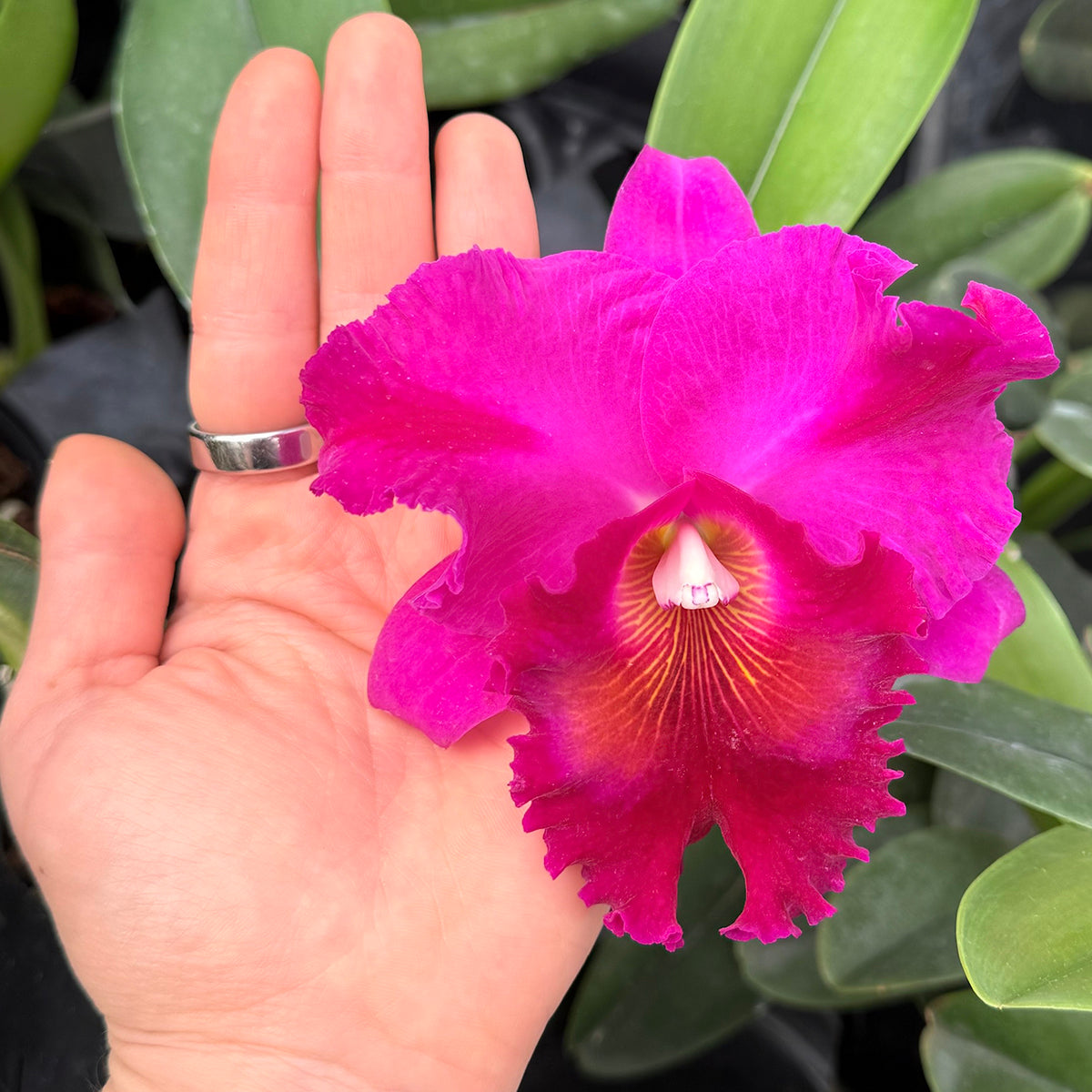 large pink orchid flower next to a hand for scale