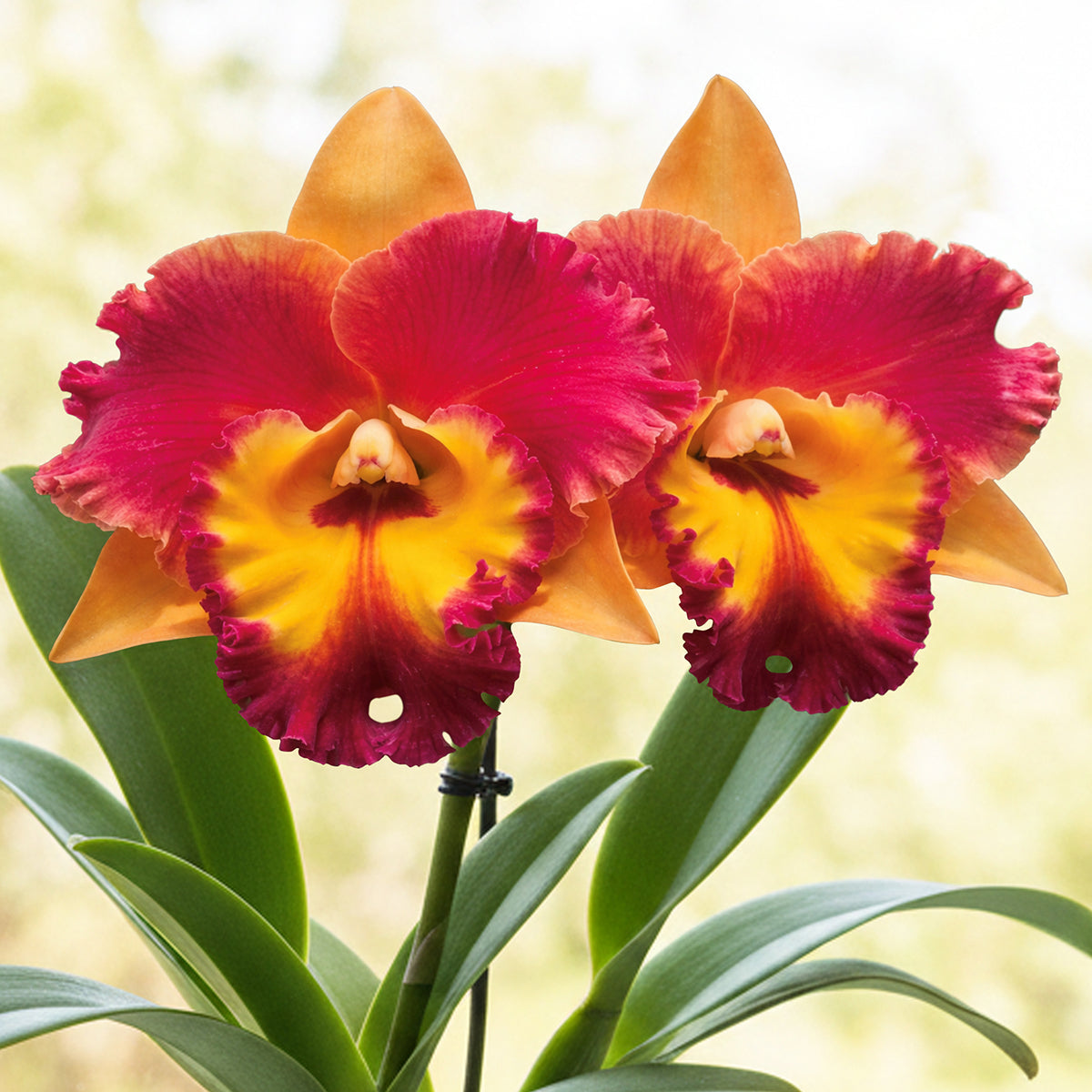 Rlc. Orchid Rungnapha Fancy #1 (Rhyncholaeliocattleya hybrid)