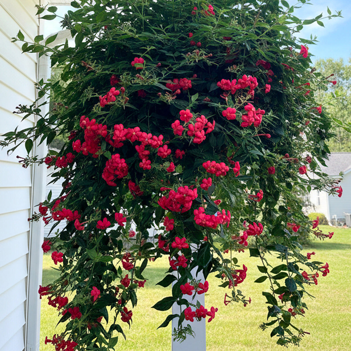 hanging rose plant Red Panama Rose For Sale – Logee's Plants