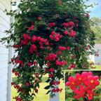 Red Panama Rose plant for sale