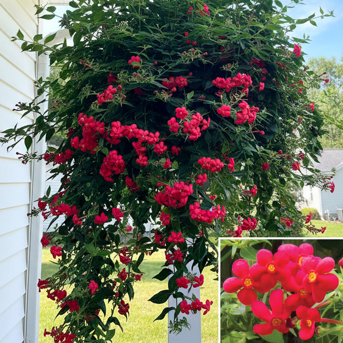 Red Panama Rose plant for sale