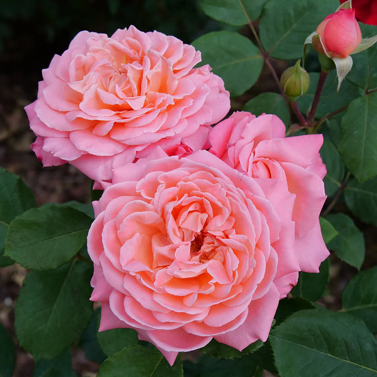 Rose Reminiscent® Coral PP plants for sale