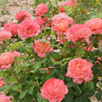 Rose Reminiscent® Coral PP (Rosa hybrid)