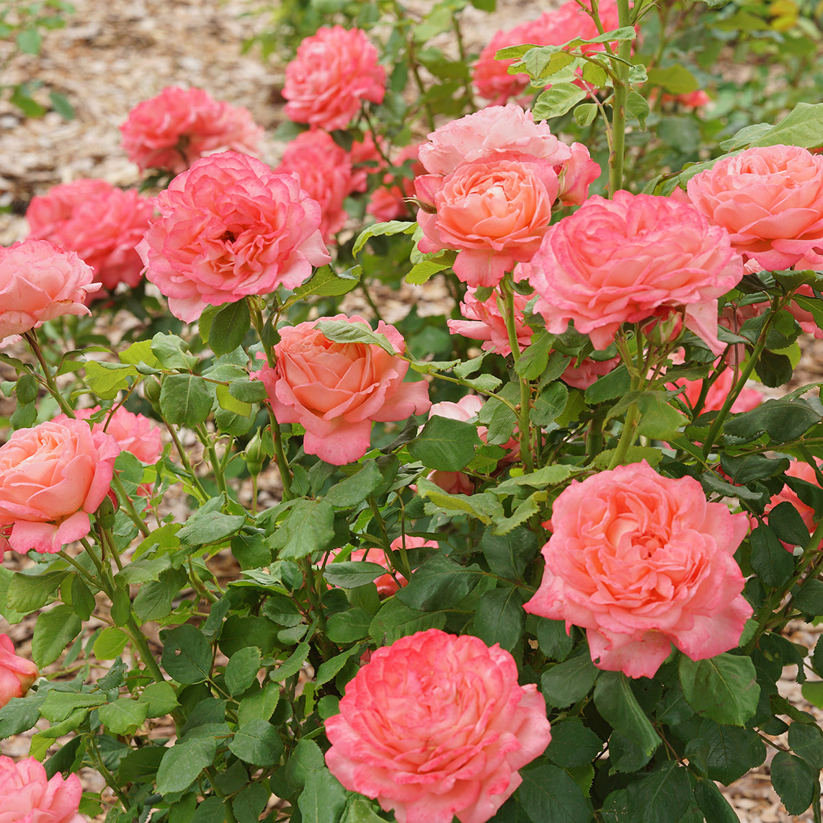 Rose Reminiscent® Coral PP (Rosa hybrid)