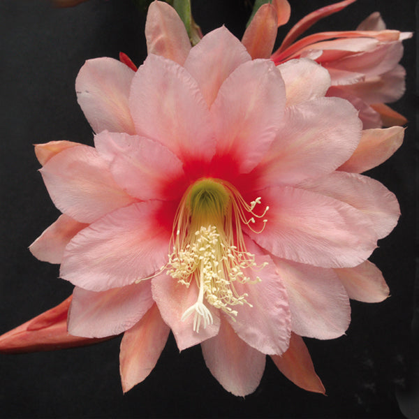 Orchid Cactus ‘Strawberry Splash’ (Epiphyllum hybrid)