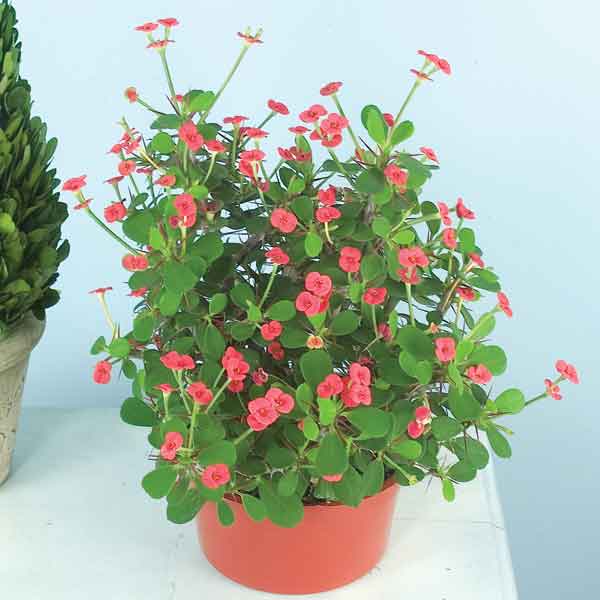 Dwarf Crown of Thorns 'Splendens’ (Euphorbia milii)