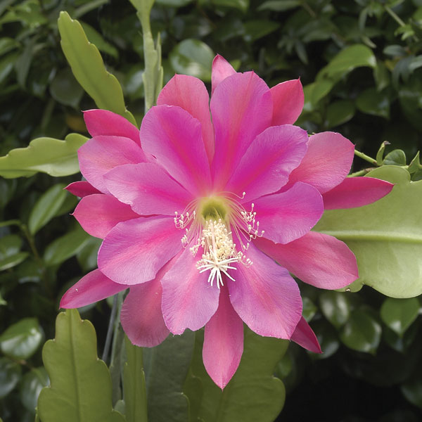 Orchid Cactus ‘Blue Paradise’ (Epiphyllum hybrid)