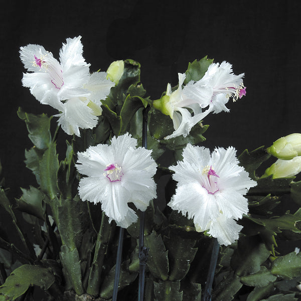 Holiday Cactus ‘Aspen’ (Schlumbergera hybrid)