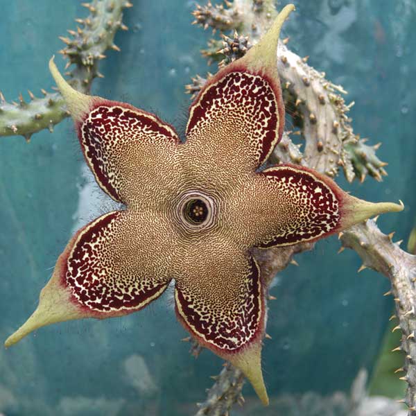 Persian Carpet Flower (Edithcolea grandis)