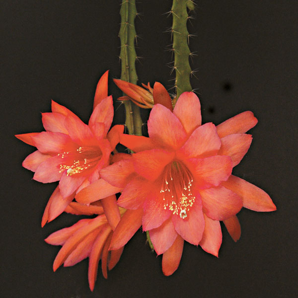 Aporophyllum 'Edna Bellamy' (Aporophyllum hybrid)