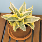 sansevieria birdsnest Sansevieria trif. 'Golden Hahnii'