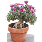Miniature Desert Rose (Trichodiadema densum)